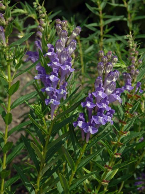 Šišák bajkalský (Scutellaria baicalensis Georgi)