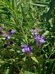 Šišák bajkalský (Scutellaria baicalensis Georgi)