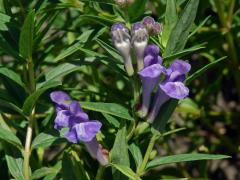 Šišák bajkalský (Scutellaria baicalensis Georgi)