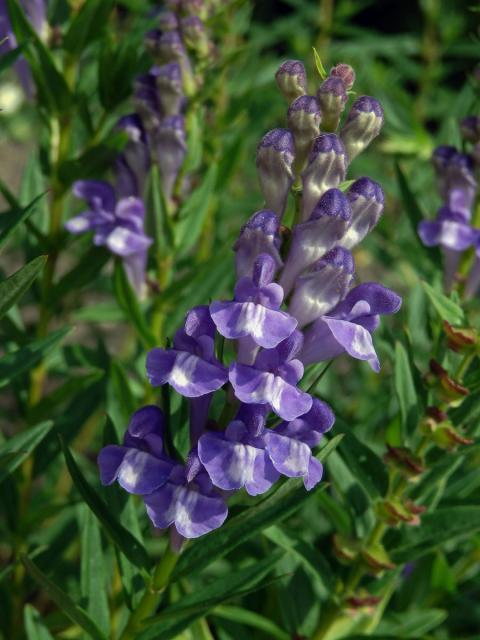 Šišák bajkalský (Scutellaria baicalensis Georgi)