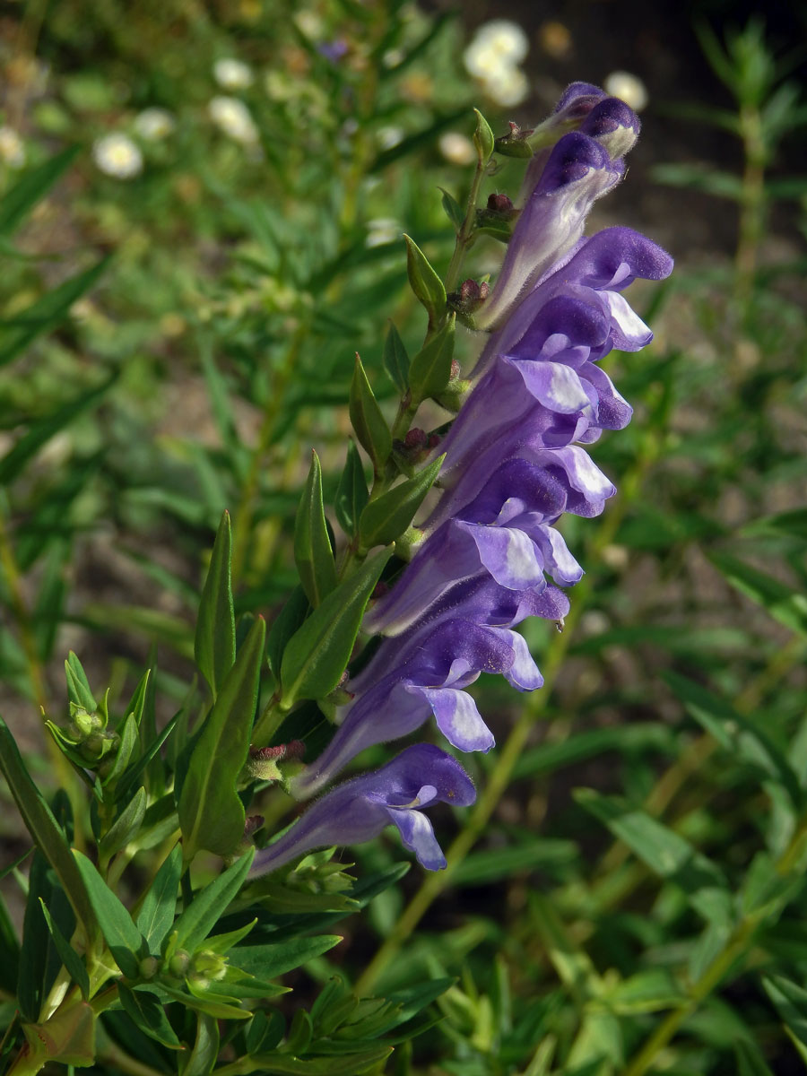 Šišák bajkalský (Scutellaria baicalensis Georgi)