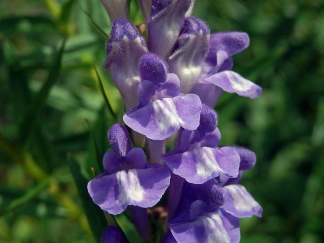 Šišák bajkalský (Scutellaria baicalensis Georgi)