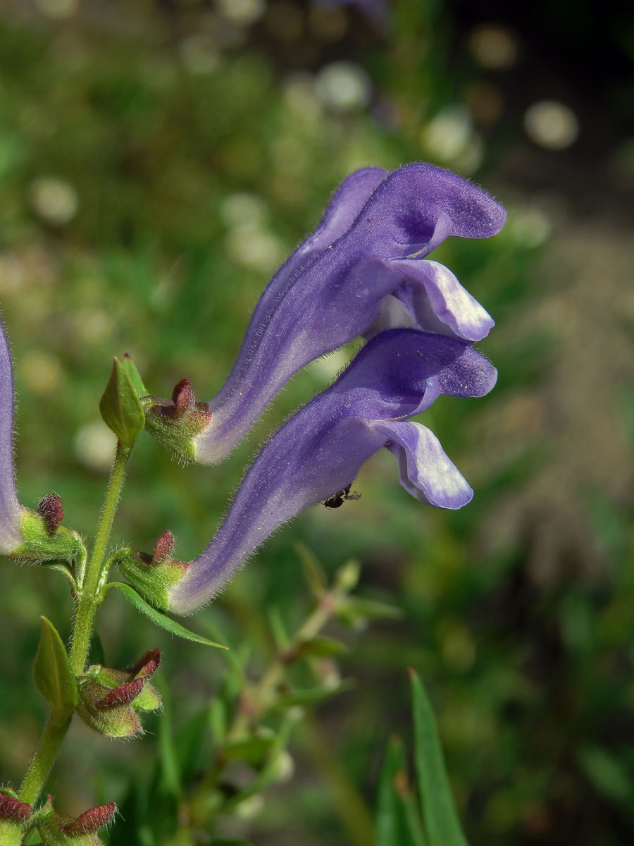 Šišák bajkalský (Scutellaria baicalensis Georgi)