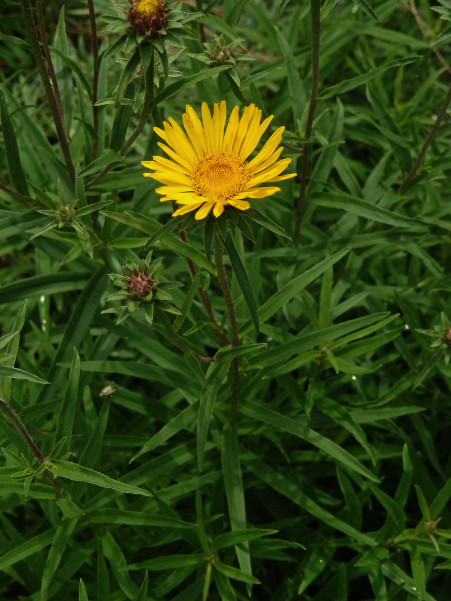 Oman mečolistý (Inula ensifolia L.)