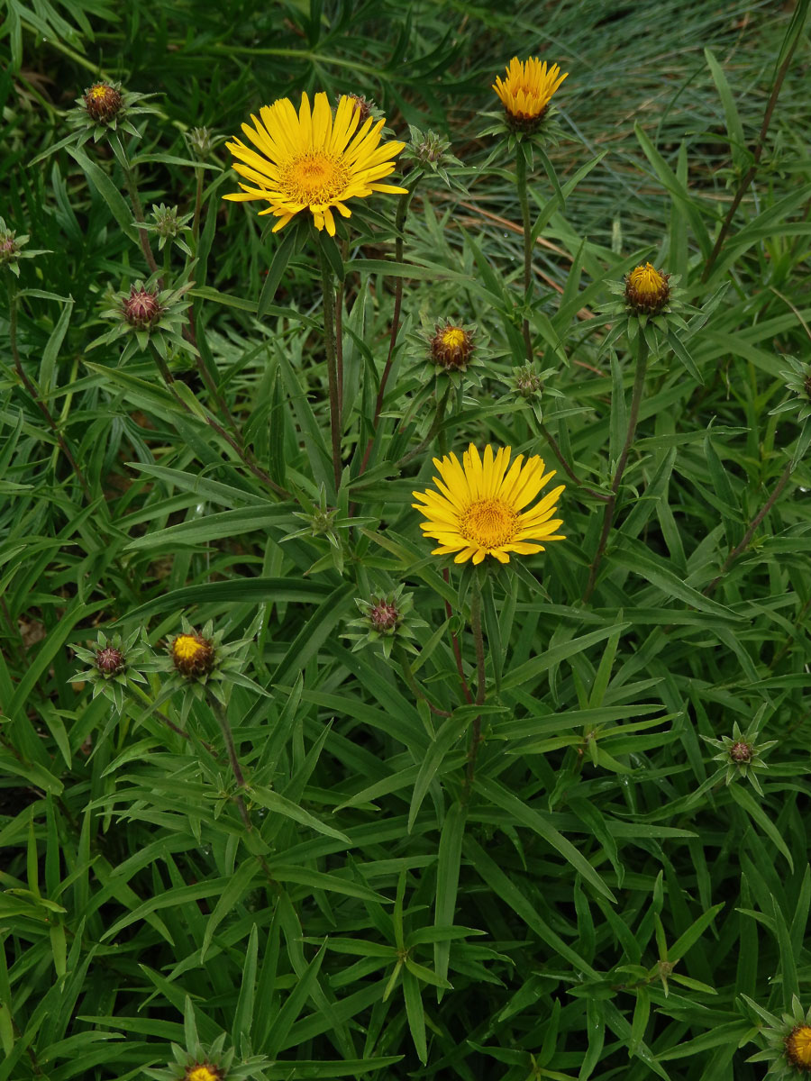 Oman mečolistý (Inula ensifolia L.)