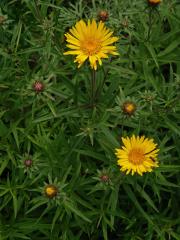 Oman mečolistý (Inula ensifolia L.)