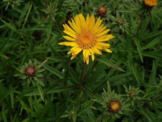 Oman mečolistý (Inula ensifolia L.)