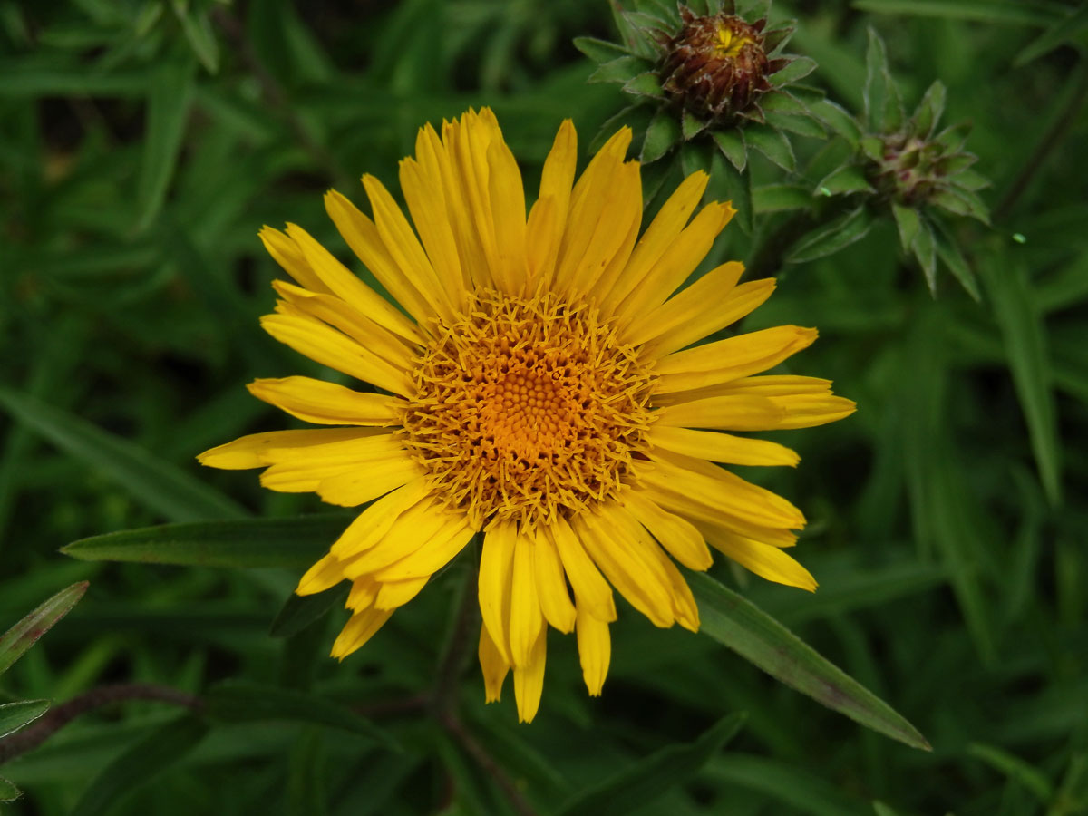 Oman mečolistý (Inula ensifolia L.)