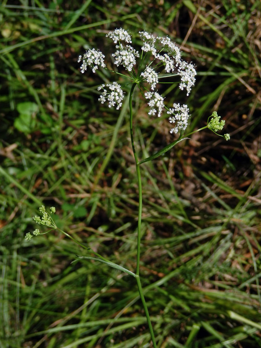 Bedrník obecný (Pimpinella saxifraga L.)