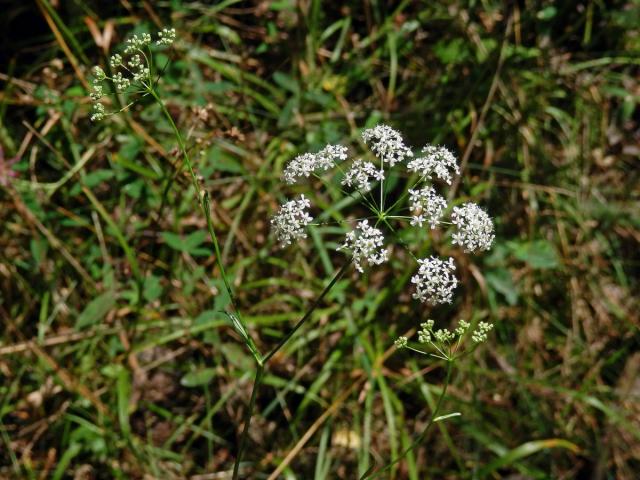 Bedrník obecný (Pimpinella saxifraga L.)