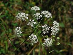 Bedrník obecný (Pimpinella saxifraga L.)