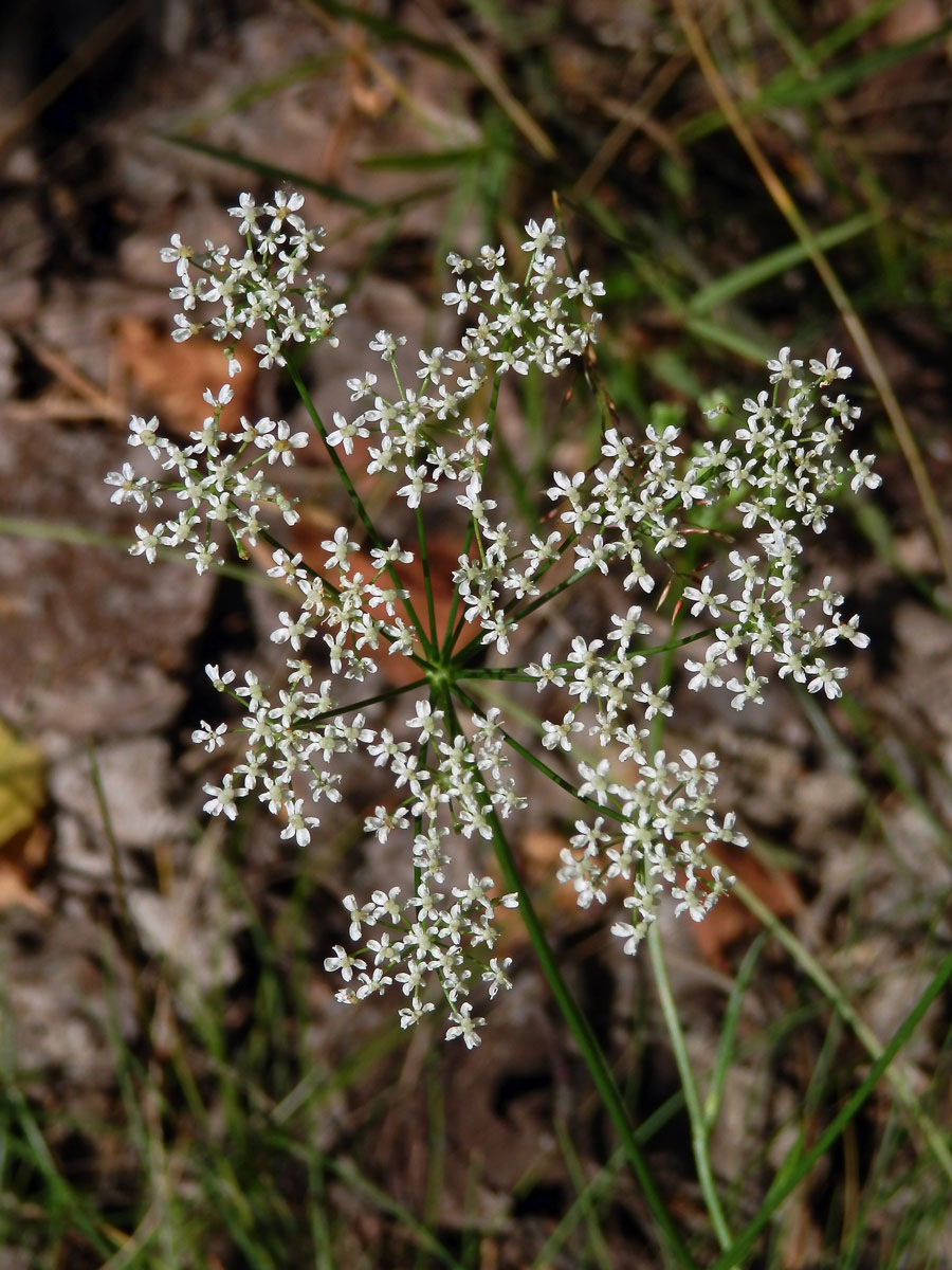 Bedrník obecný (Pimpinella saxifraga L.)