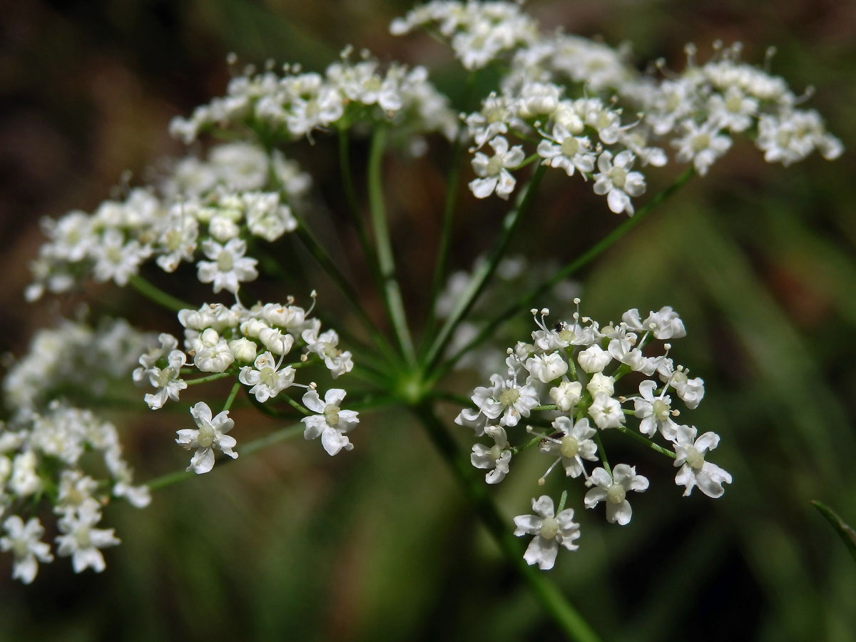 Bedrník obecný (Pimpinella saxifraga L.)