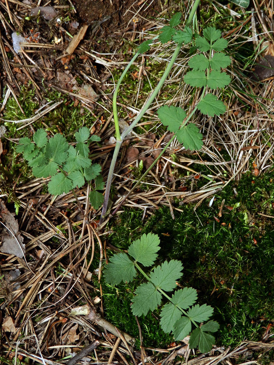 Bedrník obecný (Pimpinella saxifraga L.)