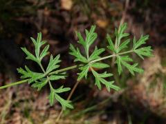 Bedrník obecný (Pimpinella saxifraga L.)