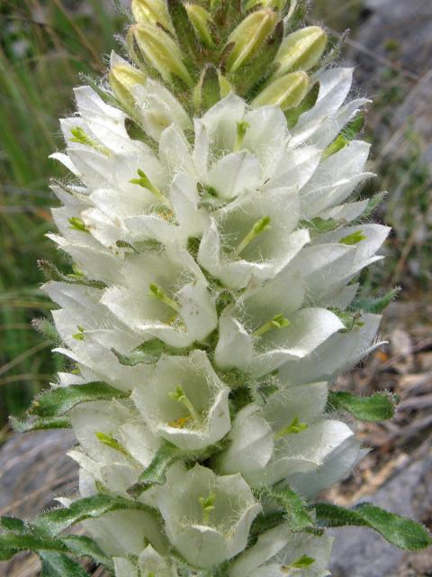 Zvonek žlutokvětý (Campanula thyrsoides L.)