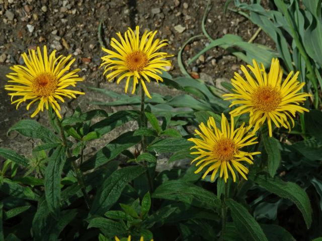 Oman tuhý (Inula rigida Doell.)