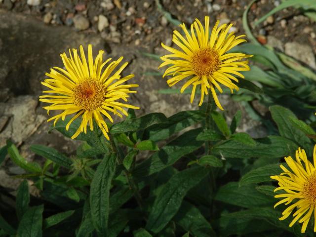 Oman tuhý (Inula rigida Doell.)