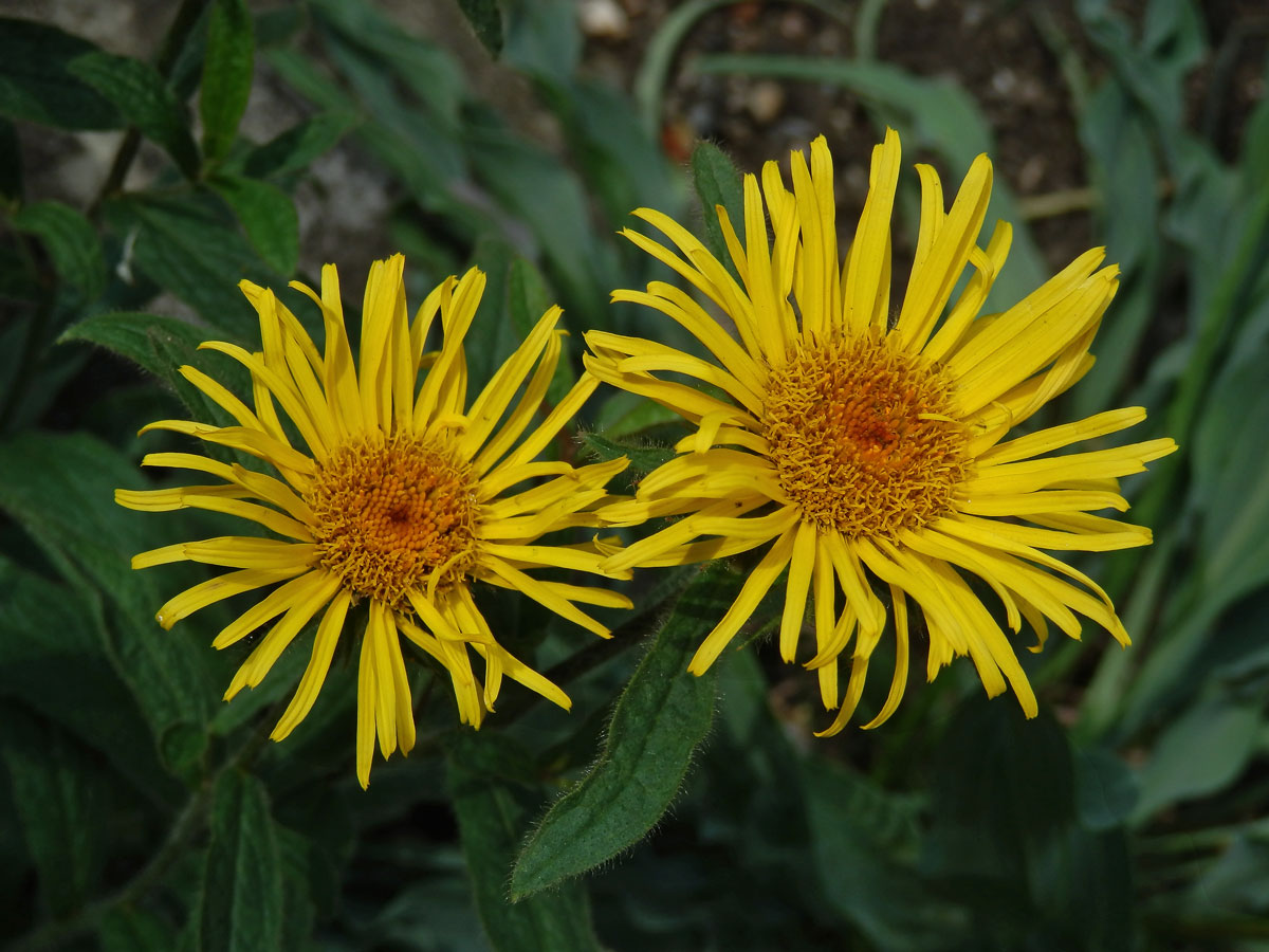 Oman tuhý (Inula rigida Doell.)