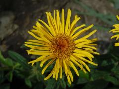 Oman tuhý (Inula rigida Doell.)