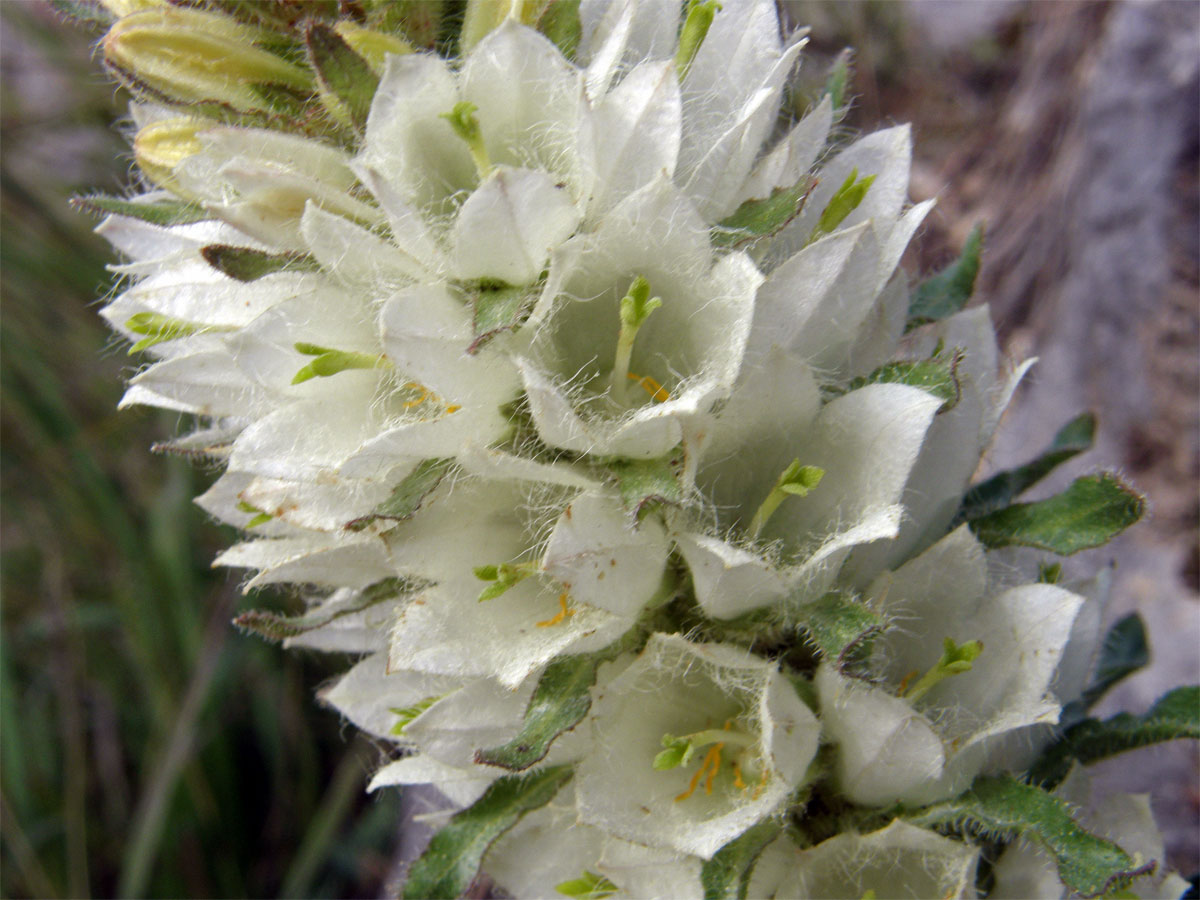 Zvonek žlutokvětý (Campanula thyrsoides L.)