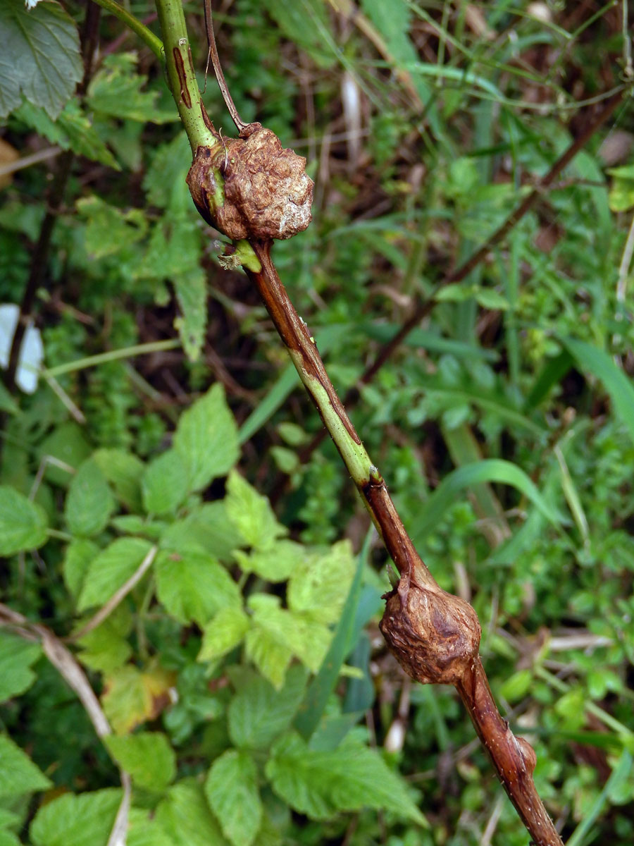 Hálky bejlomorky malinové (Lasioptera rubi)