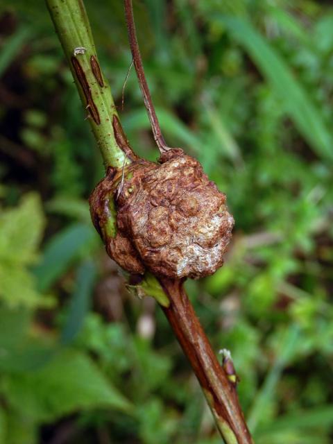 Hálky bejlomorky malinové (Lasioptera rubi)