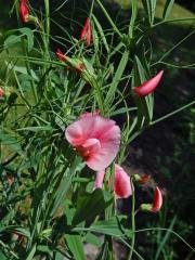 Hrachor (Lathyrus roseus Steven)