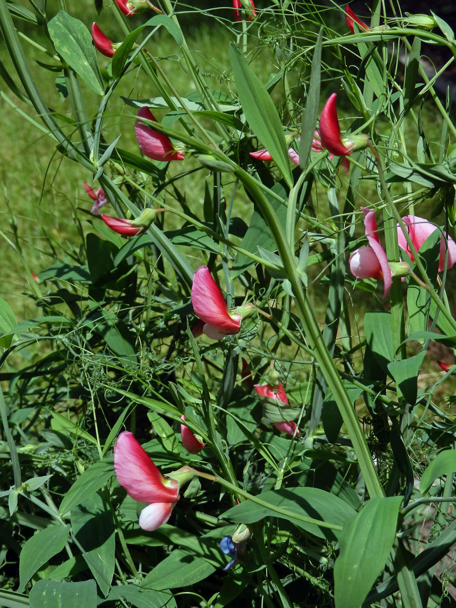 Hrachor (Lathyrus roseus Steven)