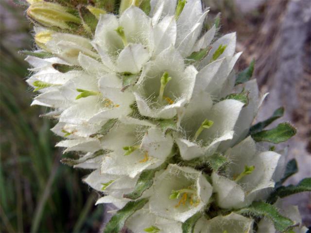 Zvonek žlutokvětý (Campanula thyrsoides L.)