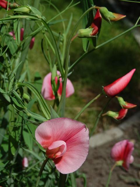 Hrachor (Lathyrus roseus Steven)