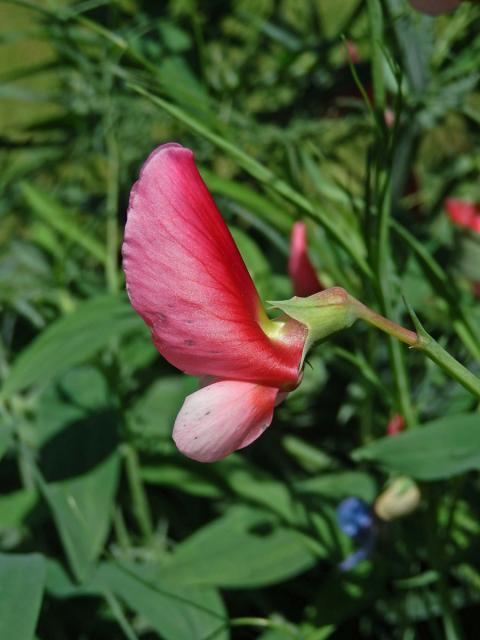 Hrachor (Lathyrus roseus Steven)