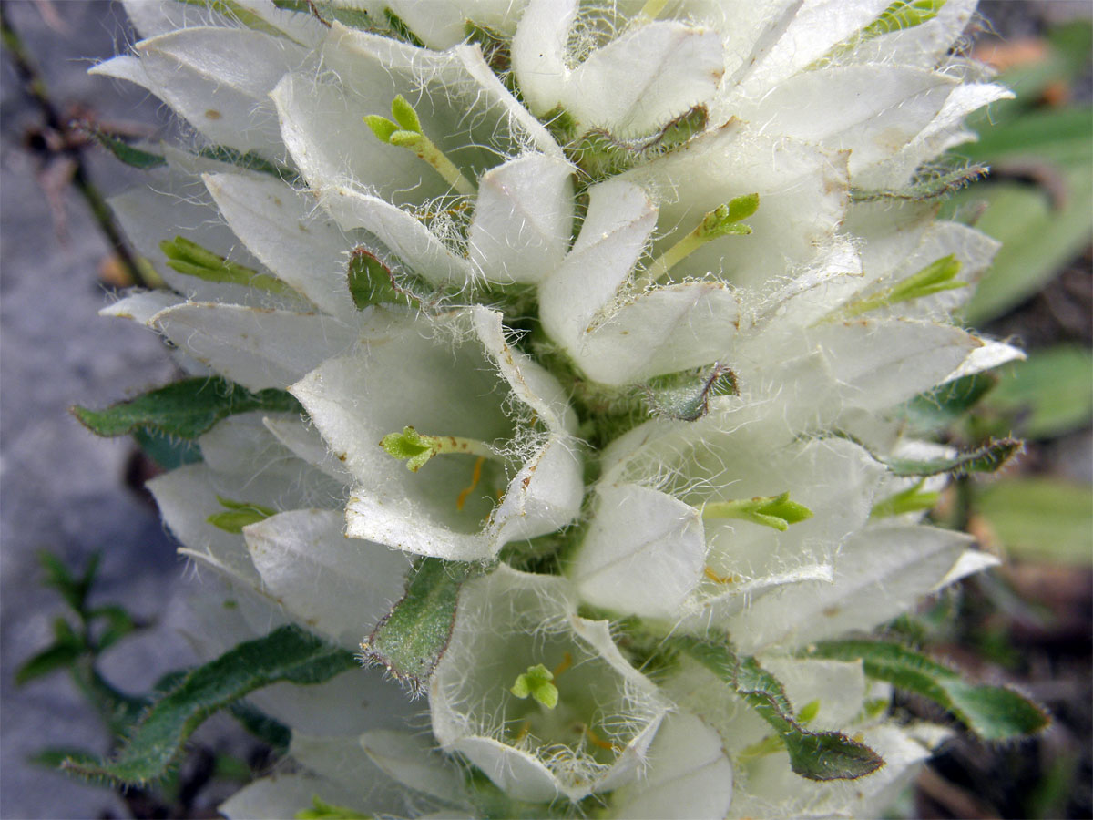 Zvonek žlutokvětý (Campanula thyrsoides L.)