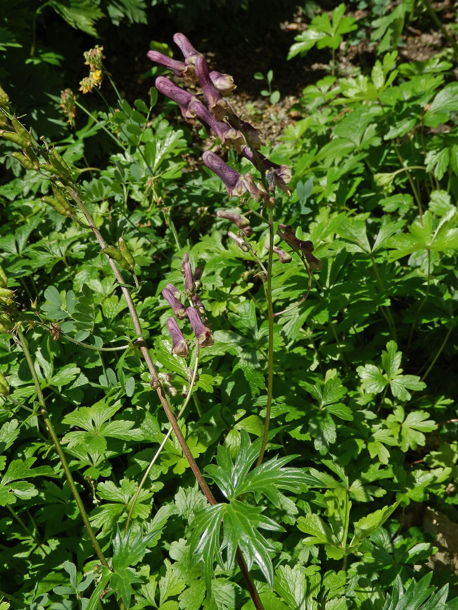 Oměj moldavský (Aconitum moldavicum Hacq. ex Rchb.)