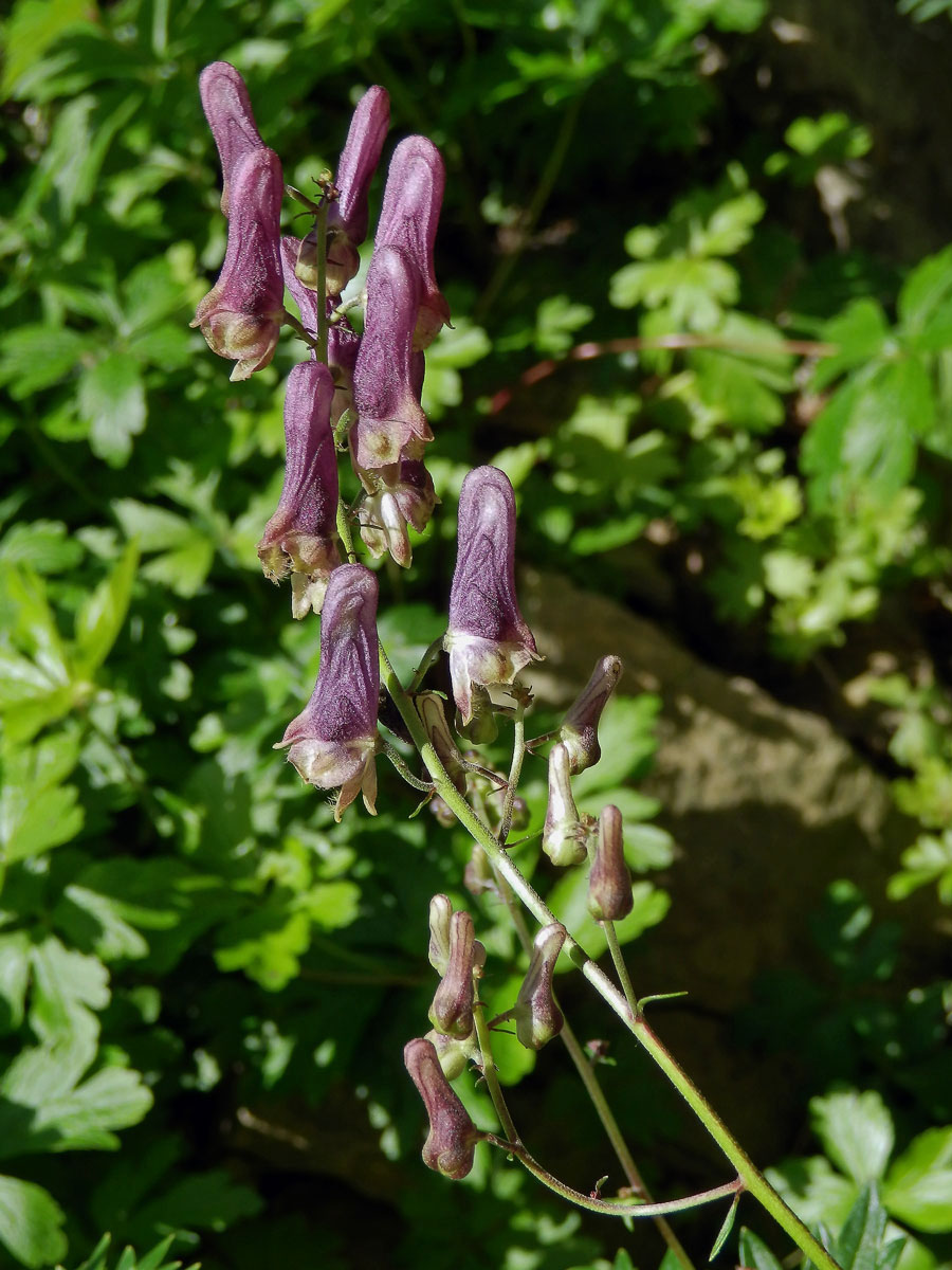 Oměj moldavský (Aconitum moldavicum Hacq. ex Rchb.)