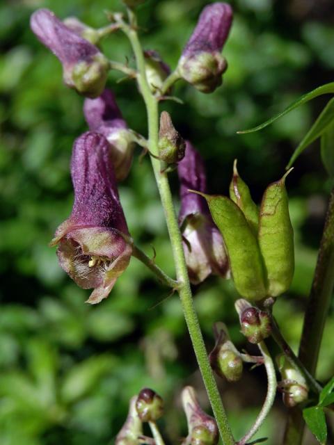 Oměj moldavský (Aconitum moldavicum Hacq. ex Rchb.)