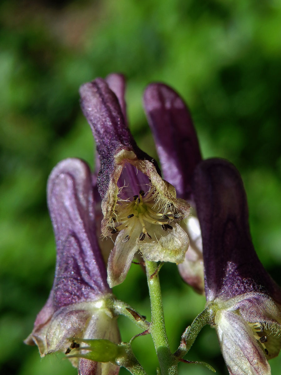 Oměj moldavský (Aconitum moldavicum Hacq. ex Rchb.)