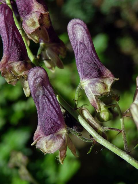 Oměj moldavský (Aconitum moldavicum Hacq. ex Rchb.)