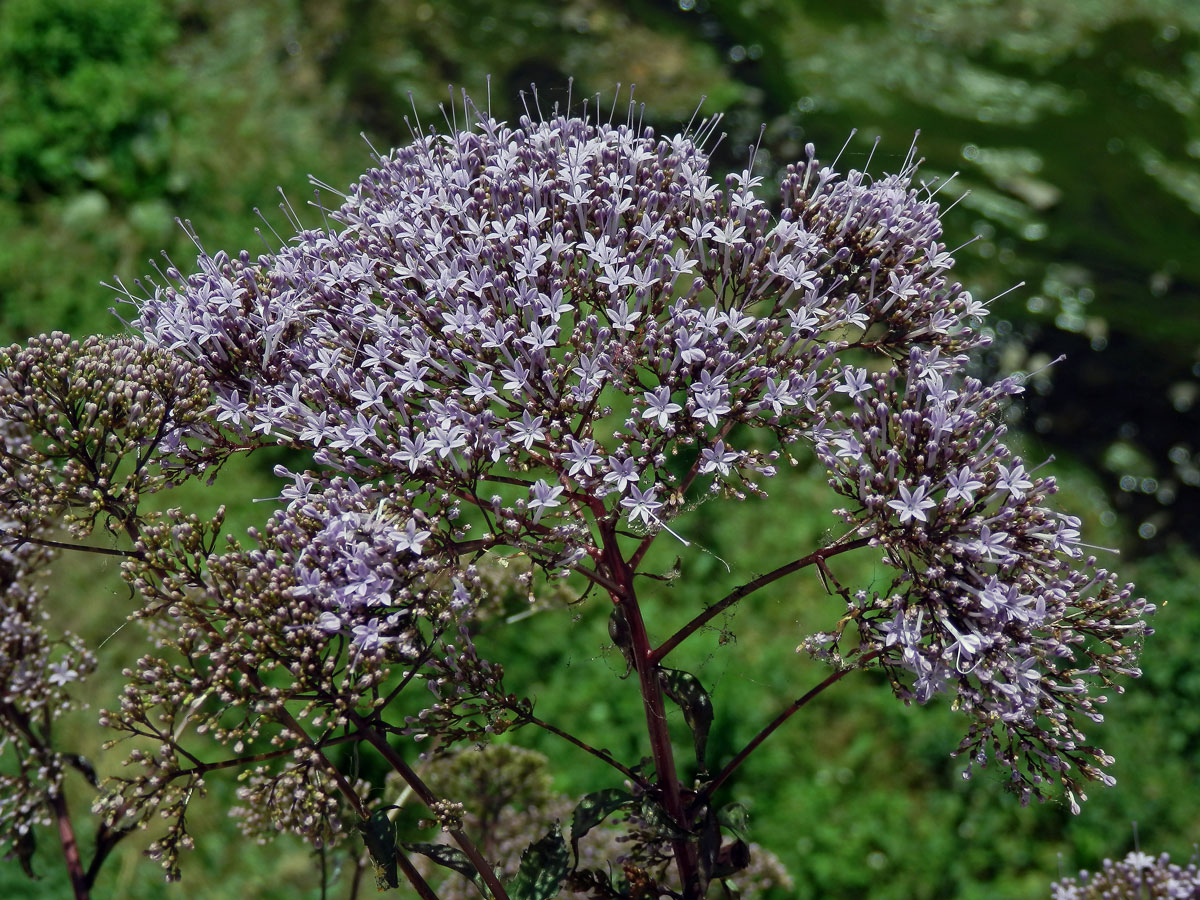 Zvonečkovec modrý (Trachelium caeruleum L.)