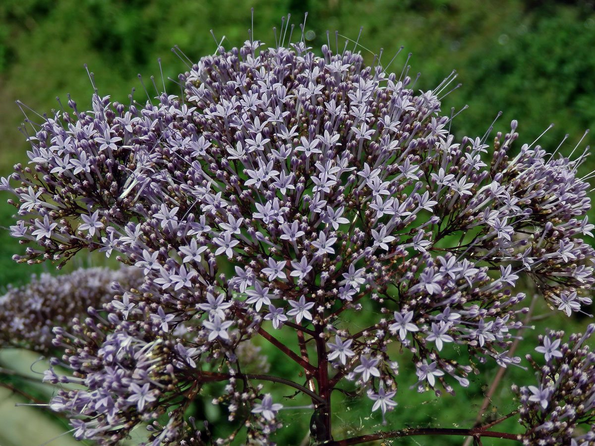 Zvonečkovec modrý (Trachelium caeruleum L.)