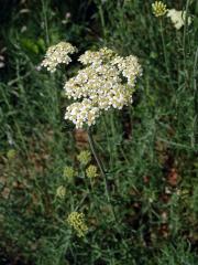 Řebříček jemnolistý (Achillea crithmifolia Waldst. & Kit.)