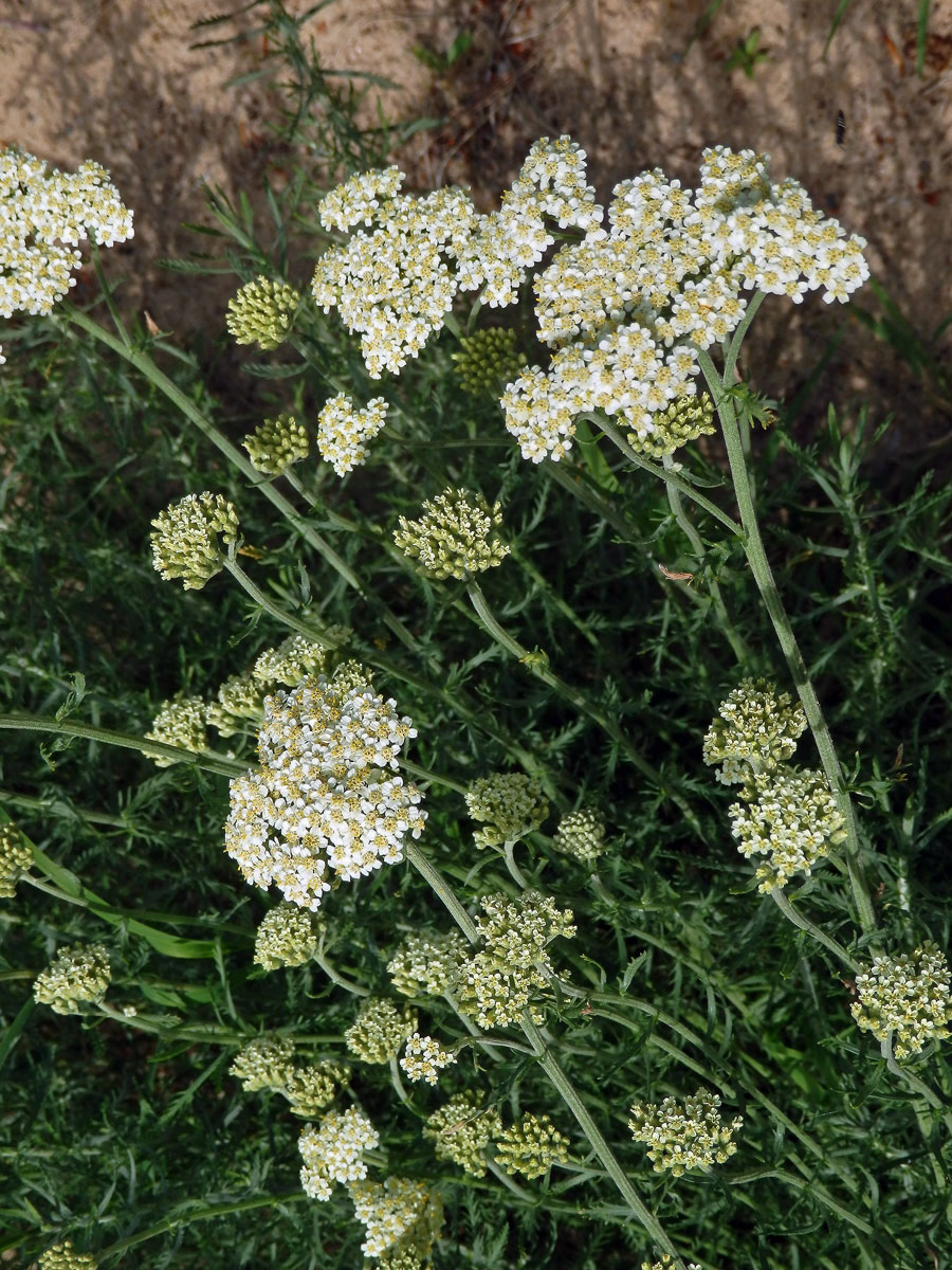 Řebříček jemnolistý (Achillea crithmifolia Waldst. & Kit.)