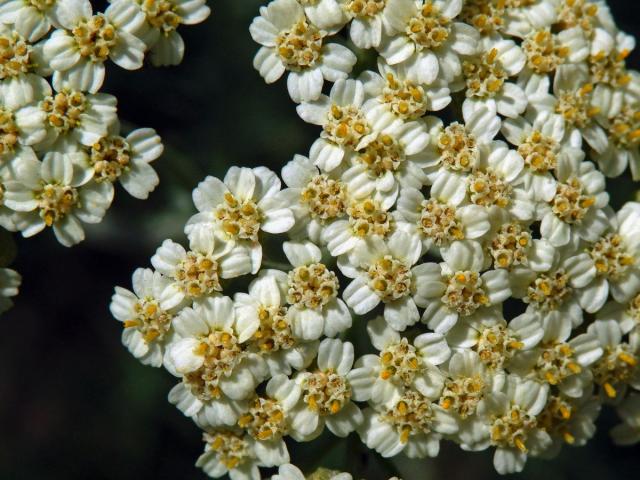 Řebříček jemnolistý (Achillea crithmifolia Waldst. & Kit.)