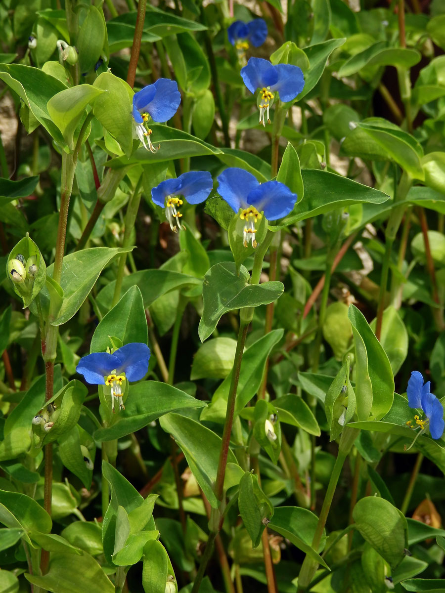 Křížatka obecná (Commelina communis L.)