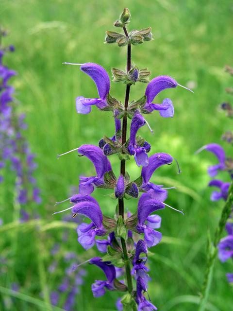 Šalvěj luční (Salvia pratensis L.)