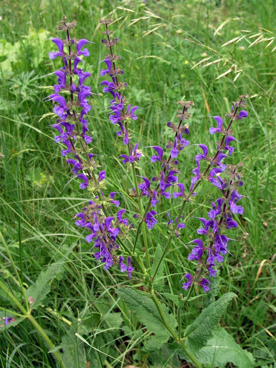 Šalvěj luční (Salvia pratensis L.)