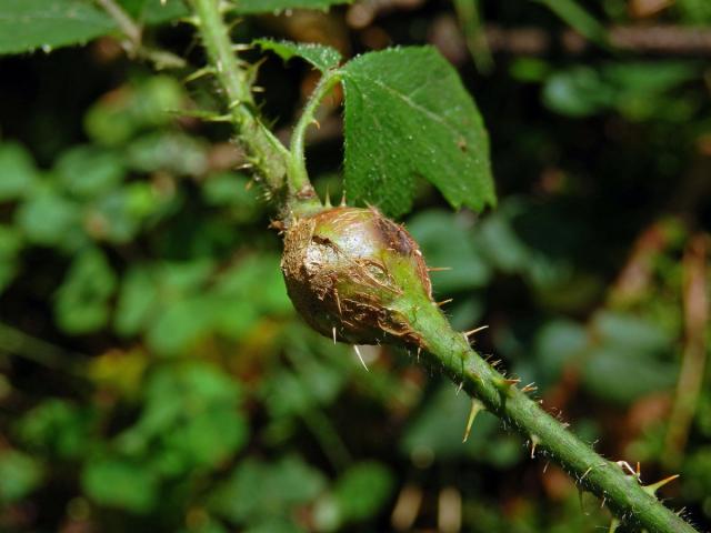 Hálky bejlomorky malinové (Lasioptera rubi)
