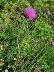 Pcháč šedý (Cirsium canum (L.) All.)