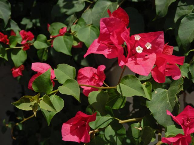 Bugenvilea lysá (Bougainvillea glabra Choisy)