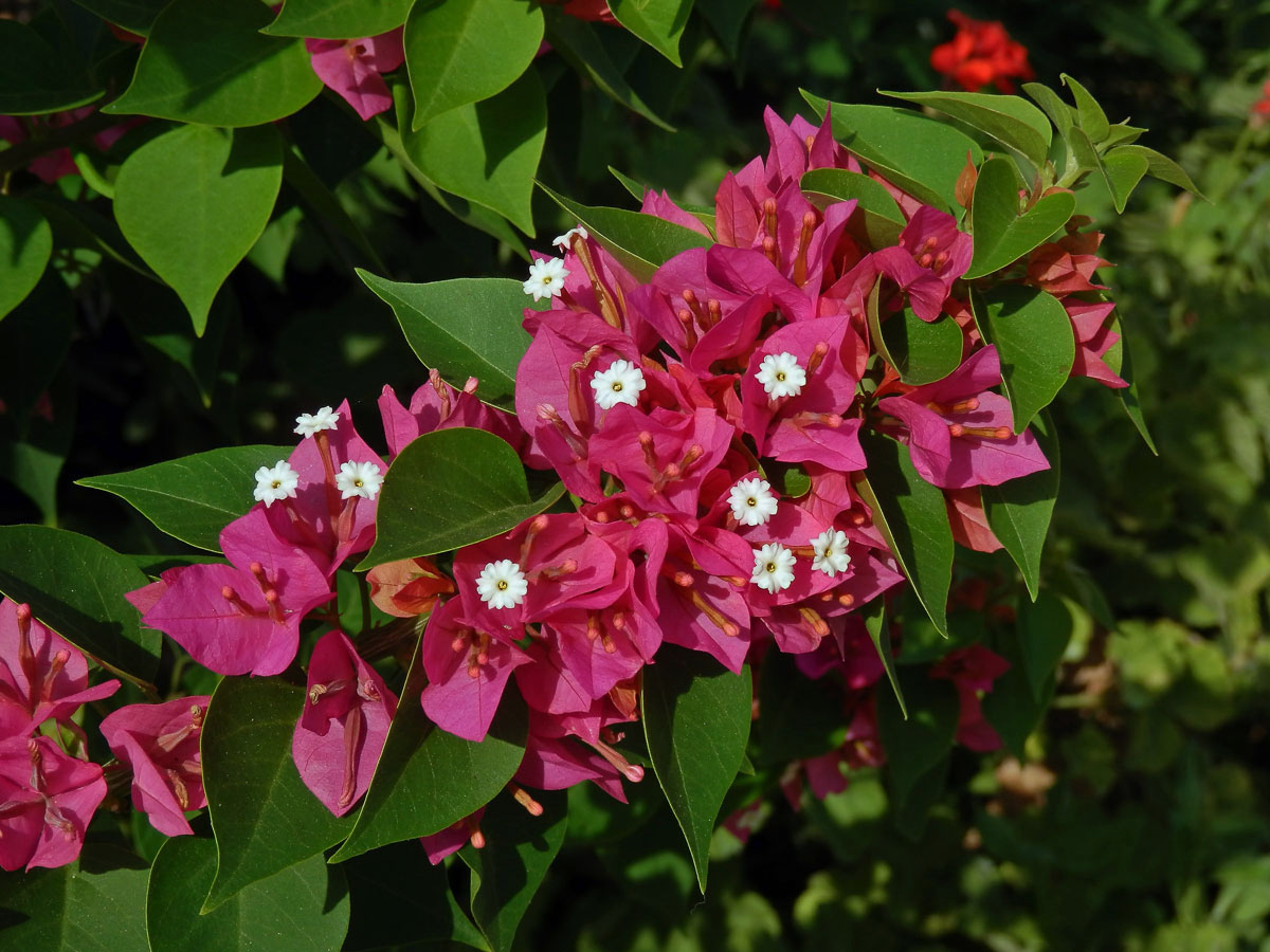 Bugenvilea lysá (Bougainvillea glabra Choisy)